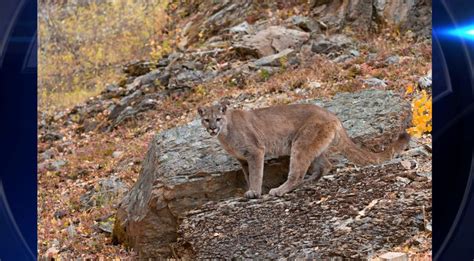 cougar news|Cougar attacks mountain bikers on Washington trail .